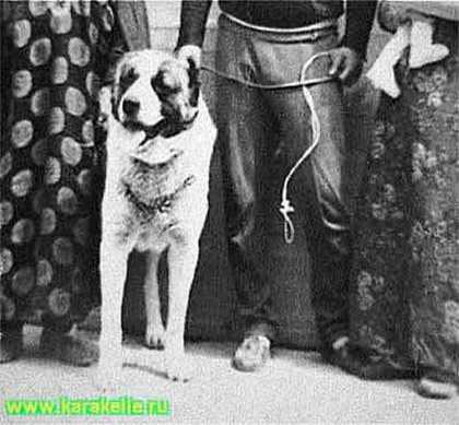 kara kele | Central Asian Shepherd Dog 