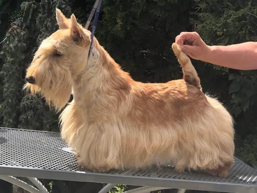 Glengracie Mr Farenheit | Scottish Terrier 