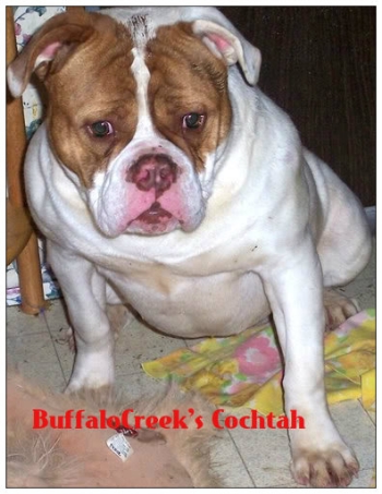 BuffaloCreek's Cochtah | Olde English Bulldogge 