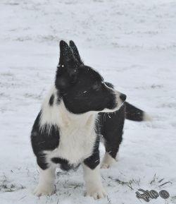 Hungarian Sonata Haus Wityk | Cardigan Welsh Corgi 