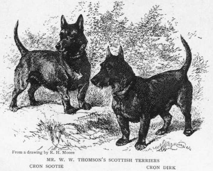 Cron Sootie | Scottish Terrier 