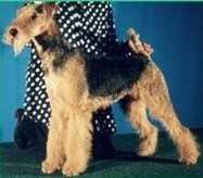 Katerina*s Land Kiss for Staning | Airedale Terrier 