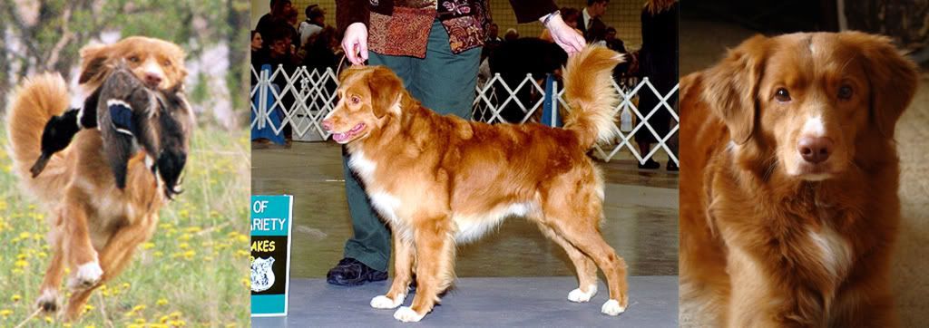 Sienna-Red Navigator | Nova Scotia Duck Tolling Retriever 