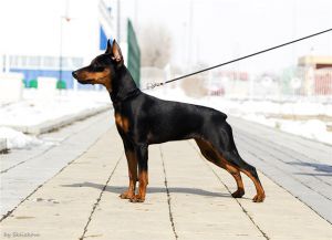 Imperiya osmana ognennaya strast' | Miniature Pinscher 