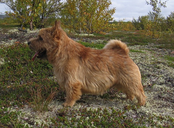Esprit Dalido | Norwich Terrier 