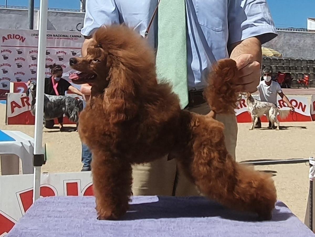 Kram de Alderrabel Safari | Poodle 