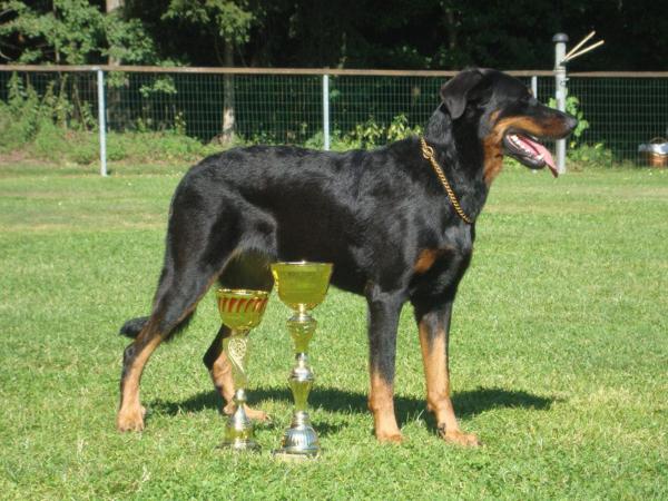 Basanti de Trappist | Beauceron 