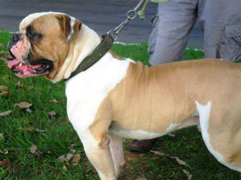 Green Machine Goyazes Force | American Bulldog 