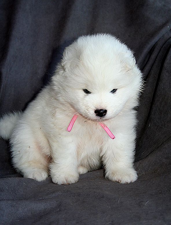 IZDOMASU Virineya | Samoyed 