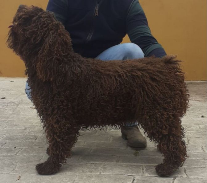 Curibel de Guadalteba | Spanish Water Dog 