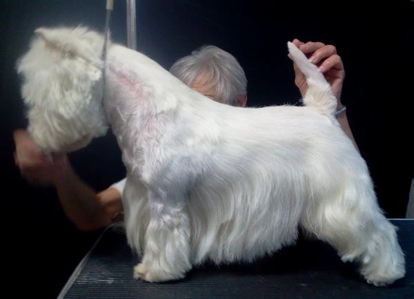 Skaket's White Crystal Bells | West Highland White Terrier 