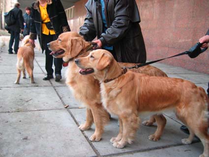 Bridzhit Golden Sheggy | Golden Retriever 