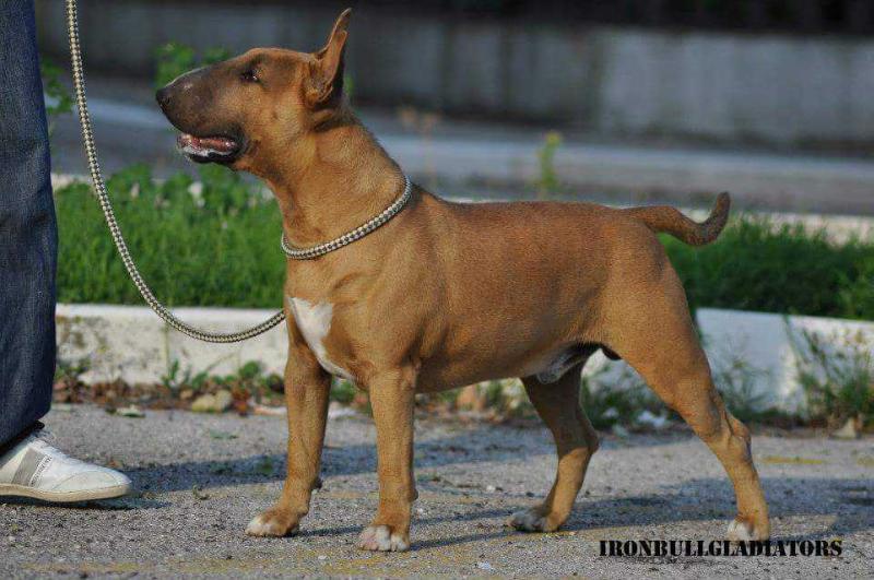 IronBullGladiators Anubi | Bull Terrier 