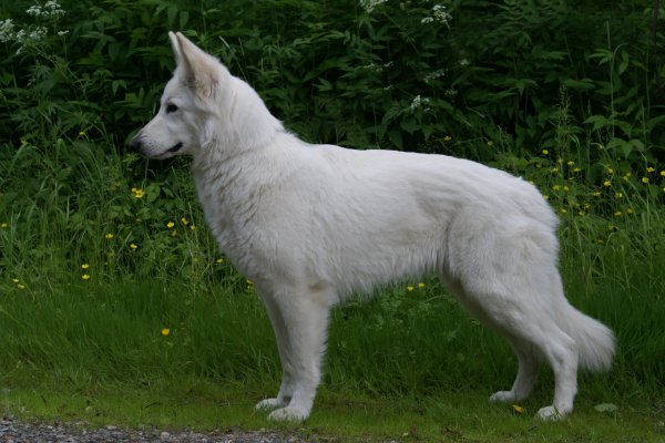 Horsebo Ciwi | White Swiss Shepherd Dog 