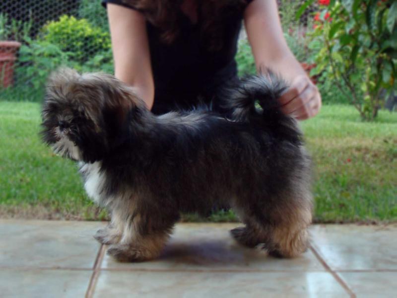 RMoretto Cane Alexandrina Victoria | Lhasa Apso 