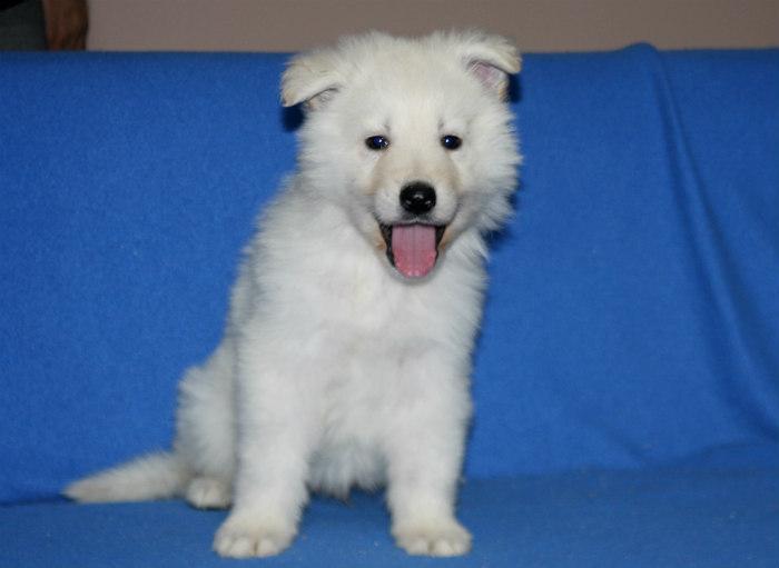 Uran Sivacki Biser | White Swiss Shepherd Dog 