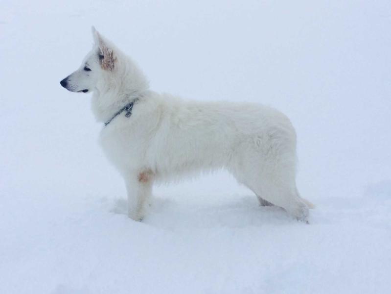 K´Frosty of Trebons Berger Blanc | White Swiss Shepherd Dog 