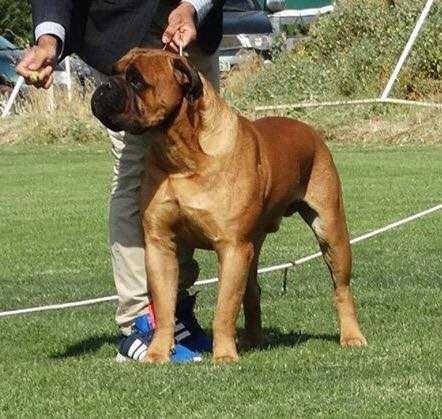 Caneguardiano King of Rock | Bullmastiff 