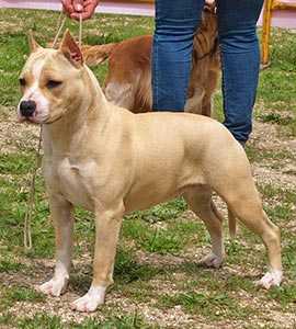Pernales sand cloud | American Staffordshire Terrier 