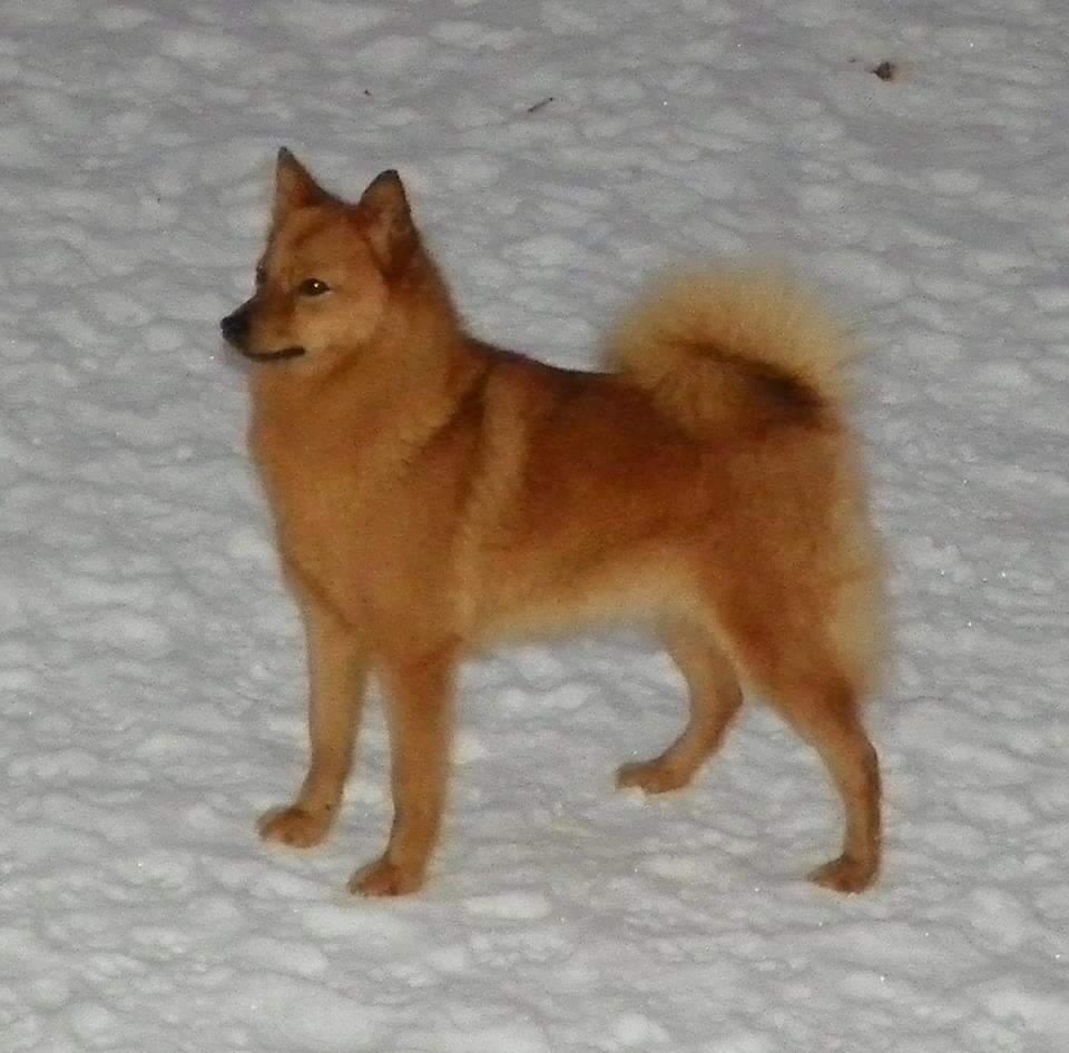 Pikkinokka's Pixie Love Potion | Finnish Spitz 