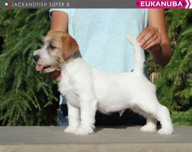 Jackandfish Super 8 | Jack Russell Terrier 