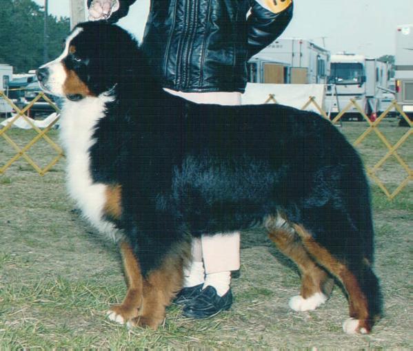 Swiss Stars High Voltage | Bernese Mountain Dog 