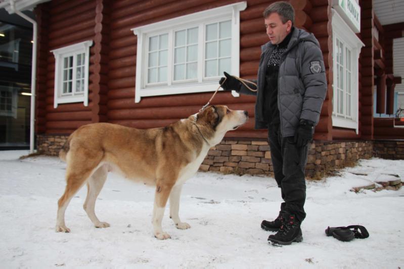 Gardian Enzhel Evrika | Central Asian Shepherd Dog 