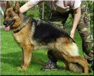 Enschy von der Blöie | German Shepherd Dog 