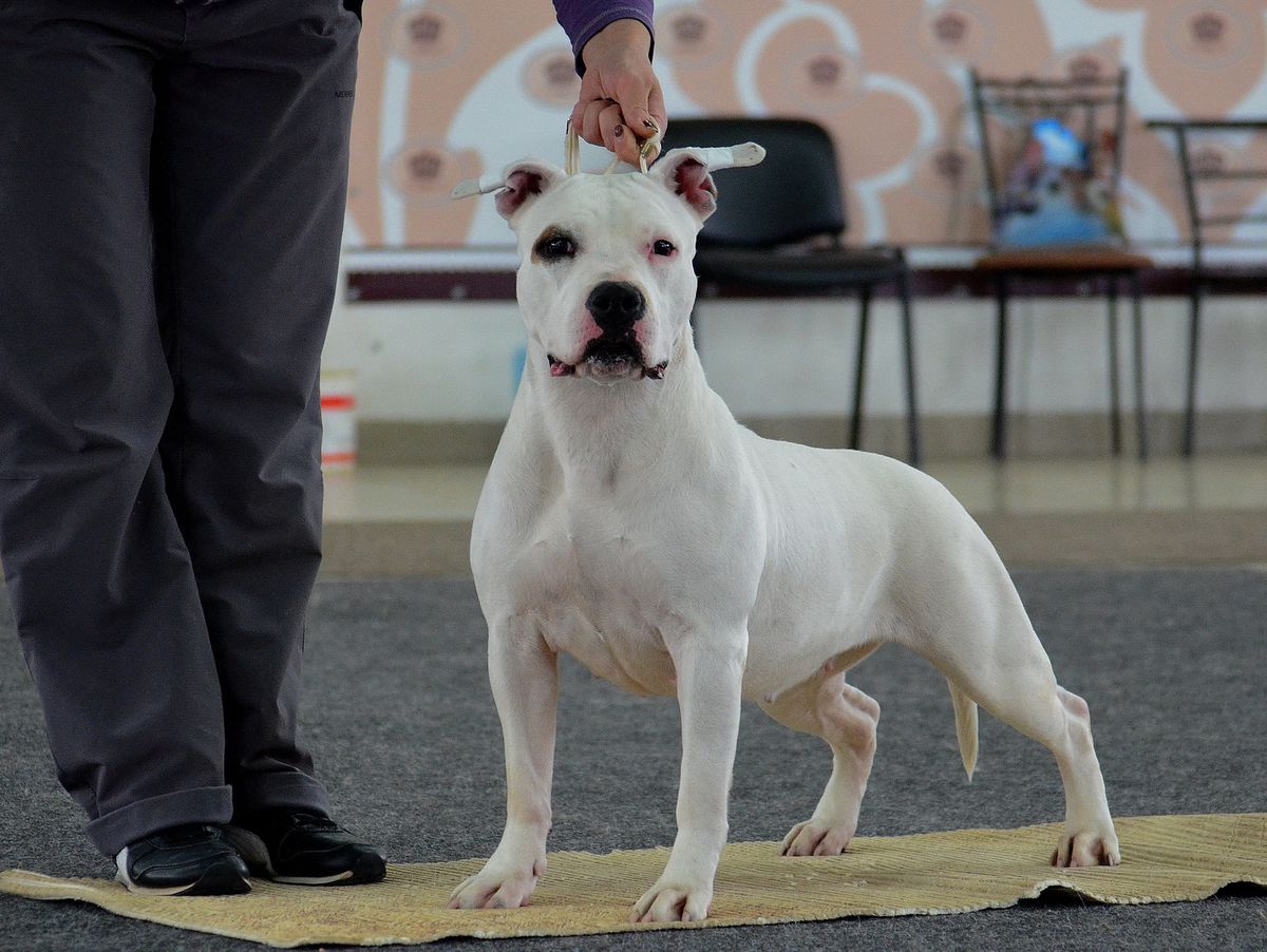 Vyat Galena Kupava | American Staffordshire Terrier 
