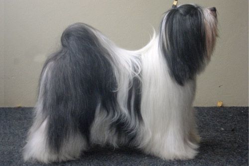 FALAMANDUS ISSU DE LION | Tibetan Terrier 