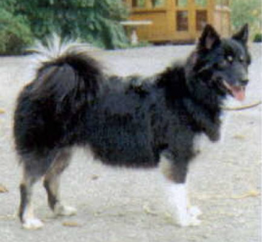 Puma vom Schloß Neubronn | Icelandic Sheepdog 
