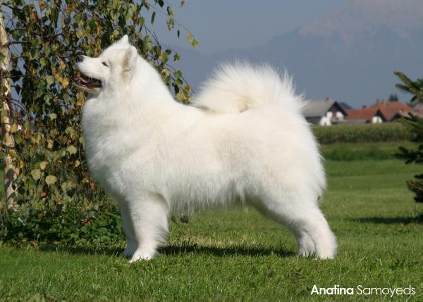 Anatina By-Name Bibby | Samoyed 