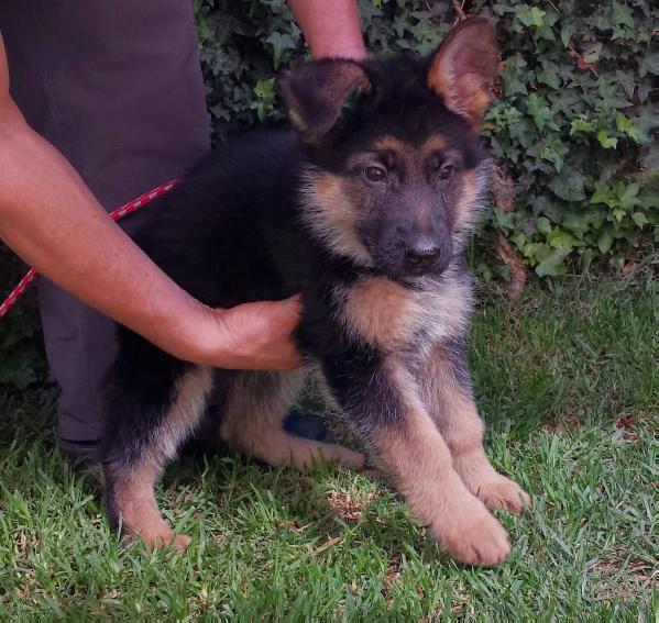 Ozzy Von Wassermann | German Shepherd Dog 