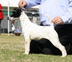 Clayco Paint The Scene | Smooth Fox Terrier 