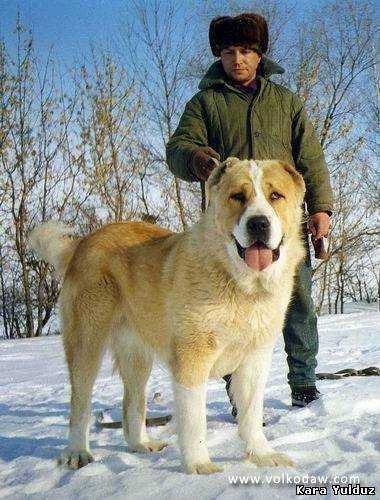 Hunta ak nukker | Central Asian Shepherd Dog 