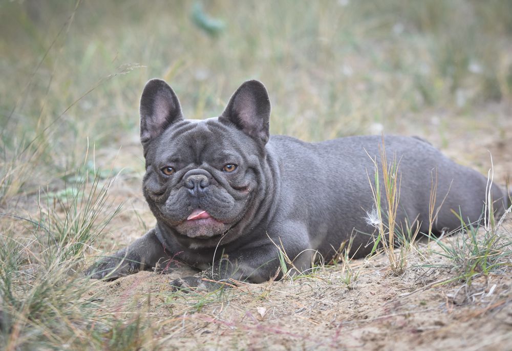 Happy Creatures Vitabull Bandit | French Bulldog 