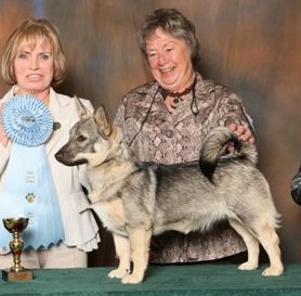 Vastgota Mary Poppins LT | Swedish Vallhund 