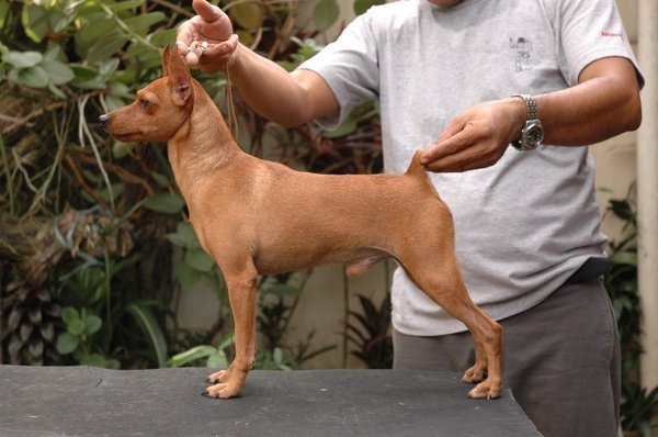 WEMP's LORD OF THE RINGS | Miniature Pinscher 