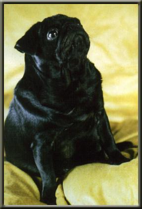 lisbeth black du chevalier de saint maxime | Pug 