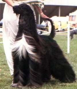 Pahlavi Rhythm of the Night | Afghan Hound 