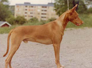 Antefa's Cnuphi-Chnum | Pharaoh Hound 