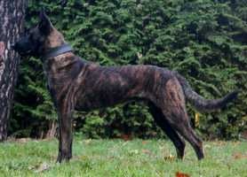 Cowboy | Dutch Shepherd 