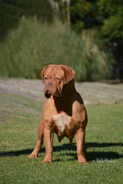 GOISALA BLUEBELL | Dogue de Bordeaux 