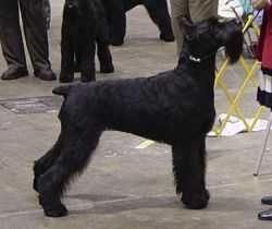 Histyle's Acadian Princess | Giant Schnauzer 