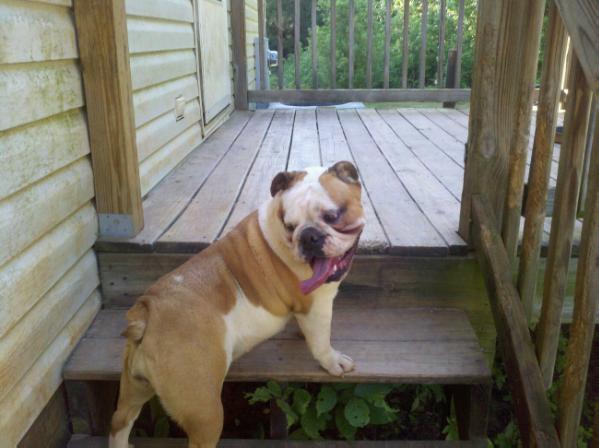Danny Bugs Brighton AKA Brit Brit | Bulldog 