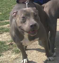Dalton's Jayla | American Pit Bull Terrier 