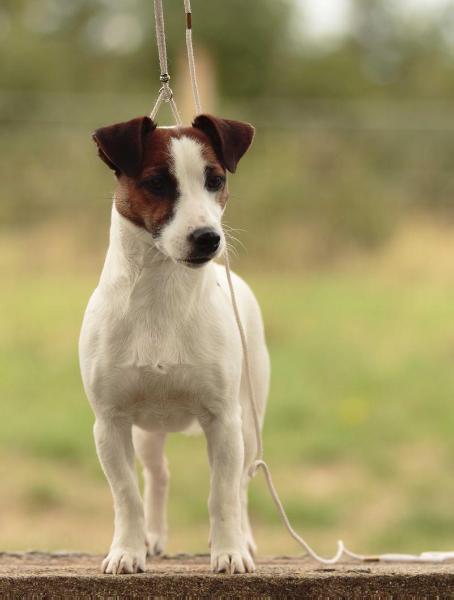 Jundia Jack-O-Lantern d'Austral et Boreal | Jack Russell Terrier 