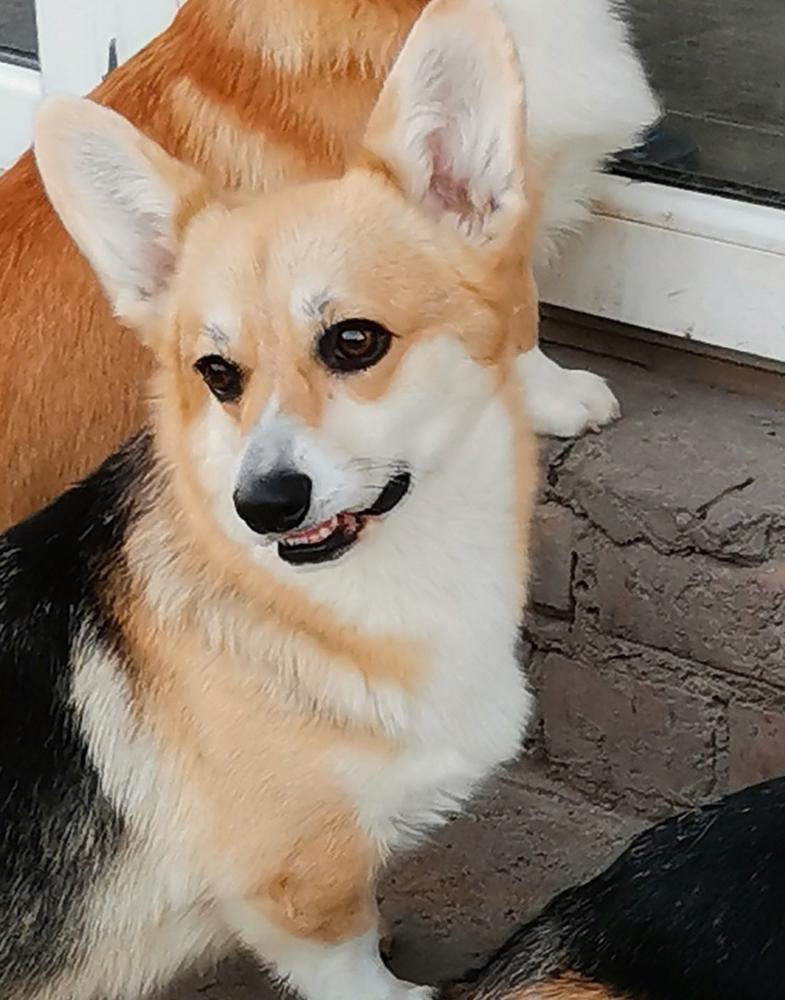 BEST QUEEN IZ YUTABUR ENS (N/B) | Pembroke Welsh Corgi 