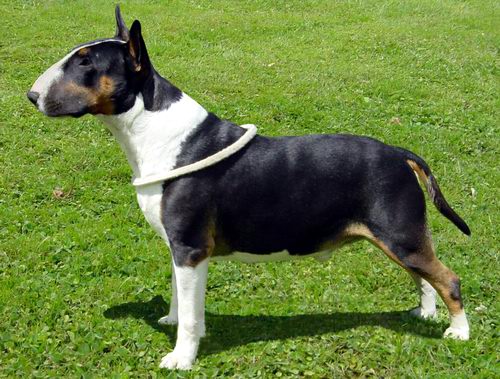 HARLEQUIN Black knight | Bull Terrier 