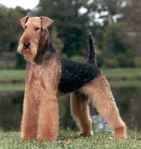 Stone Ridge Bengal Bravo | Airedale Terrier 